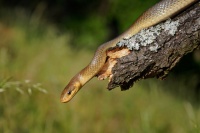 Uzovka stromova - Zamenis longissimus - Aesculapean Snake o0051